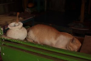 IMG_3247 (FILEminimizer)