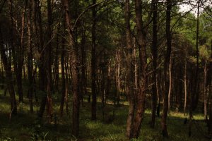 IMG_4045 (FILEminimizer)