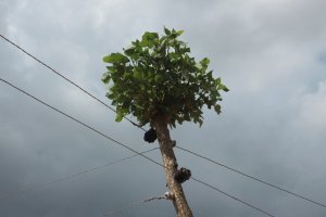 IMG_4173 (FILEminimizer)