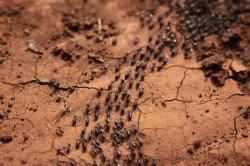 IMG_4223 (FILEminimizer)