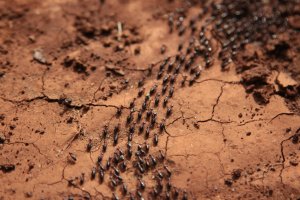 IMG_4223 (FILEminimizer)