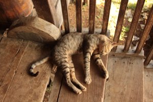 IMG_4592 (FILEminimizer)