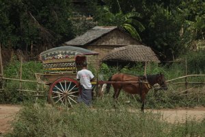 Uma das Carroças IMG_5553 (FILEminimizer)