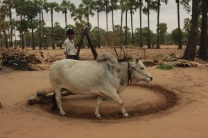 IMG_6045 - Copy (FILEminimizer)