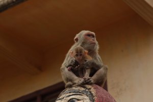 IMG_6054 - Copy (FILEminimizer)