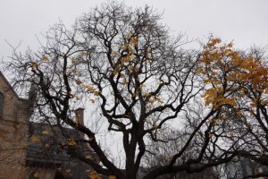 IMG_7705 - Copy (FILEminimizer)