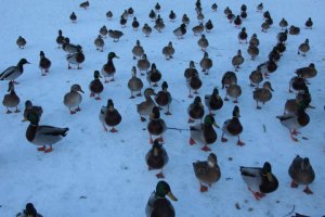 IMG_8382 (FILEminimizer)