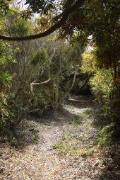 Floresta de Acácias IMG_8597 (FILEminimizer)