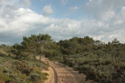 Pinhal à Vista IMG_8636 (FILEminimizer)