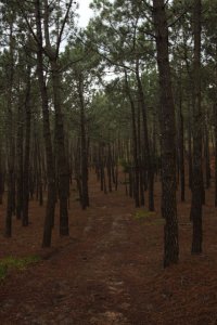 Pelo Pinhal IMG_8646 (FILEminimizer)