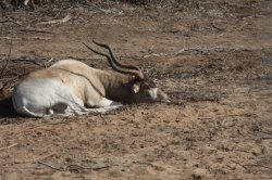 Deitado IMG_8776 (FILEminimizer)