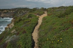 Verde Trilho IMG_8781 (FILEminimizer)