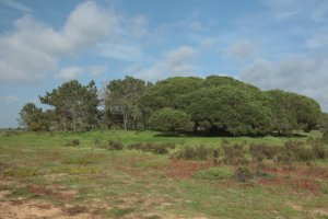 IMG_8900 - Copy (FILEminimizer)