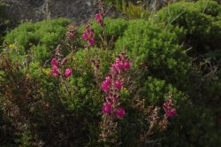 Coloridas IMG_8906 - Copy (FILEminimizer)