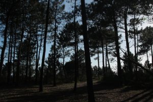 IMG_9002 (FILEminimizer)