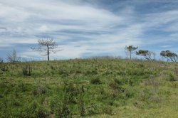 Verdes e Azuis IMG_9021 (FILEminimizer)