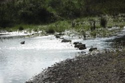 Travessia IMG_9121 (FILEminimizer)