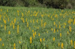 Tremoceiros IMG_9147 (FILEminimizer)