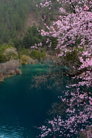 O Lago e as Flores Jiuzhaigou_Blog